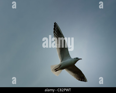 Black-Headed Gull Stockfoto