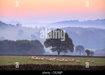 Yorkshire Schafe an einem nebligen Morgen in Nidderdale aus Dacre, Yorkshire, England Stockfoto