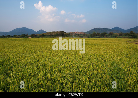 Reisfelder in der indischen Landschaft in den frühen Morgen. Andhra Pradesh, Indien Stockfoto