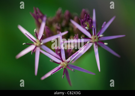 Nahaufnahme von drei einzelnen Blüten auf einer Blume lila Alium.  Die restlichen Blumen in der ganzen Welt sind noch zu blühen Stockfoto