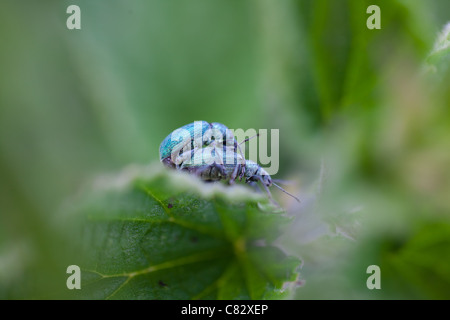 Zwei blaue Käfer Paarung auf einem grünen Blatt Stockfoto