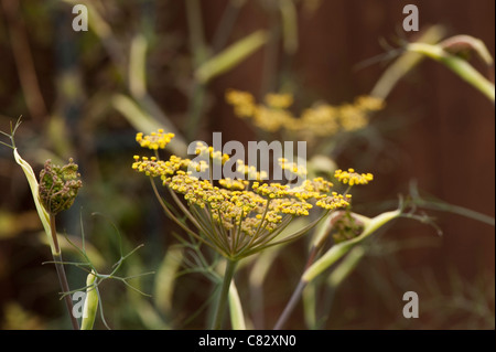 Bronze-Fenchel, Foeniculum Vulgare 'Purpureum' in Blüte Stockfoto