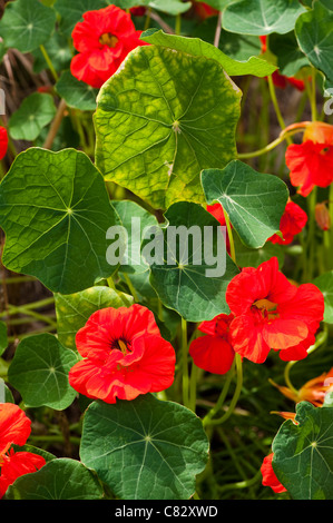 Kapuzinerkresse, Tropaeolum Majus in Blüte Stockfoto