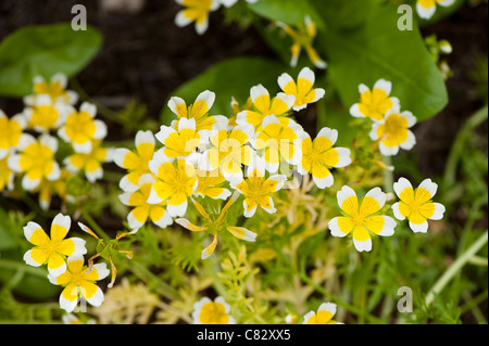 Limnanthes Douglasii, pochiertes Ei Blume in voller Blüte Stockfoto