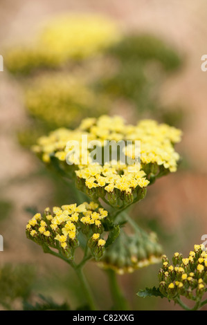 Achillea 'Moonshine', Schafgarbe, in Blüte Stockfoto