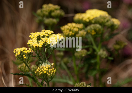 Achillea 'Moonshine', Schafgarbe, in Blüte Stockfoto