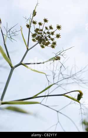 Bronze-Fenchel, Foeniculum Vulgare 'Purpureum' in Blüte Stockfoto