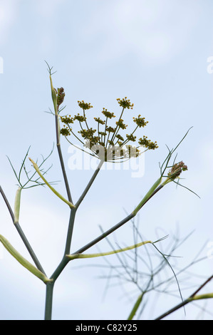 Bronze-Fenchel, Foeniculum Vulgare 'Purpureum' in Blüte Stockfoto