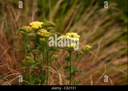 Achillea 'Moonshine', Schafgarbe, in Blüte Stockfoto
