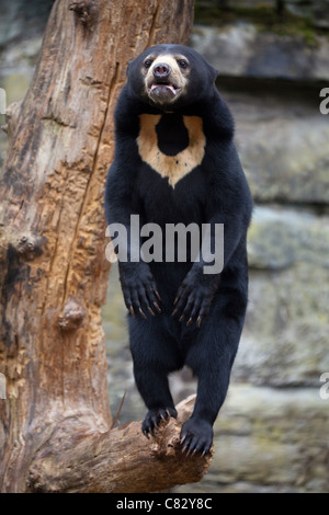 Sonne oder malaiische tragen (Helarctos Malayanus). Stehend auf Hinterbeinen auf einem Ast. Stockfoto