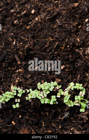 Rübe Sämlinge Brassica Rapa "Manchester-Markt" Stockfoto