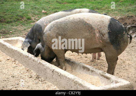 Zwei Schweine essen aus dem Trog Stockfoto