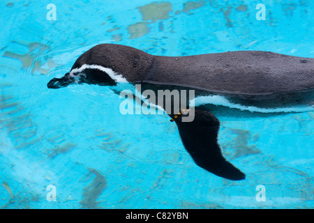 Humboldt Pinguine (Spheniscus Humboldti). Schwimmen auf der Wasseroberfläche, links zeigen vorderen Gliedmaßen oder Flügel oder Flipper. Stockfoto