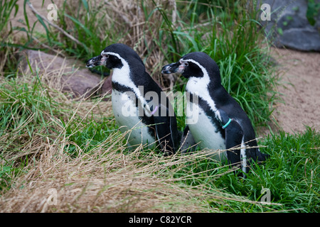 Humboldt Pinguine (Spheniscus Humboldti). Paar. Wuppertal Zoo, Deutschland. Heimisch in Südamerika. Stockfoto