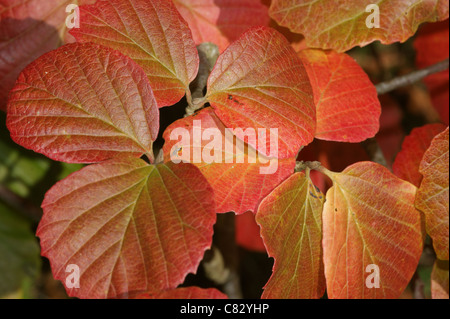 Fothergilla Monticola Hauptgruppe Stockfoto