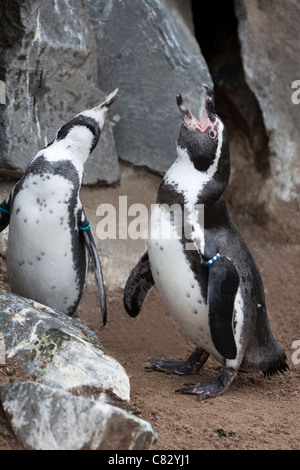 Humboldt Pinguine (Spheniscus Humboldti). Paar, grüßen einander. Wuppertal Zoo, Deutschland. Heimisch in Südamerika. Stockfoto