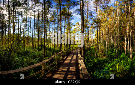 Pnorama Foto Board walk in Corkscrew Swamp Sanctuary, Florida, USA Stockfoto