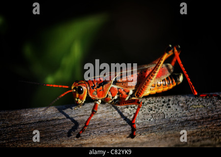 rote Heuschrecke auf einem Baum Stockfoto