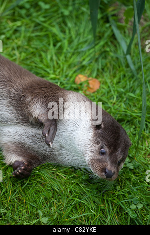 Eurasische Fischotter (Lutra Lutra). Spielen und Rollen auf dem Land, dessen Fell austrocknen. Stockfoto