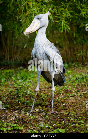 Schuhschnabel Storch oder Wal-headed Stork (Balaeniceps Rex). Stockfoto