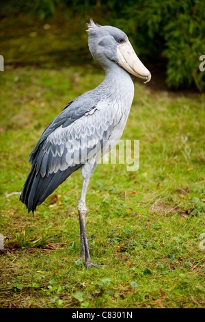 Schuhschnabel Storch oder Wal-headed Stork (Balaeniceps Rex). Stockfoto