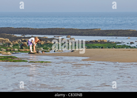 Menschen Rock pooling am Strand von Robin Hoods Bay in Yorkshire, England, Vereinigtes Königreich. Stockfoto