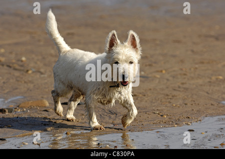 West Highland White Terrier Hund genießen einen Tag am Strand. Stockfoto