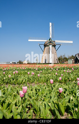 Holländische Windmühle in einem Tulipfield in Holland Stockfoto