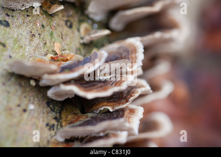 Klammer Typ Pilze (n-Zonen Polypore) wächst auf einem Baumstamm Stockfoto