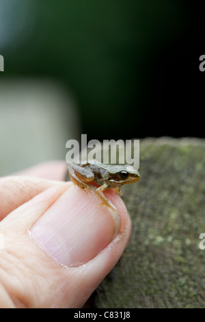 Grasfrosch (Rana Temporaria). Vor kurzem verwandelt "Froglet", auf eine menschliche Daumen. Stockfoto