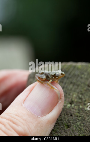 Grasfrosch (Rana Temporaria). Vor kurzem verwandelt "Froglet", auf eine menschliche Daumen. Stockfoto