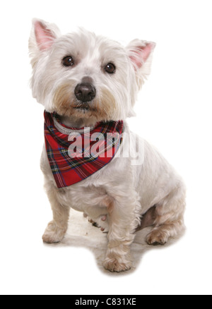 West Highland Terrier alleinstehende Erwachsene sitzen in einem Studio UK Stockfoto