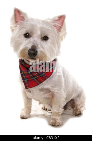 West Highland Terrier alleinstehende Erwachsene sitzen in einem Studio UK Stockfoto