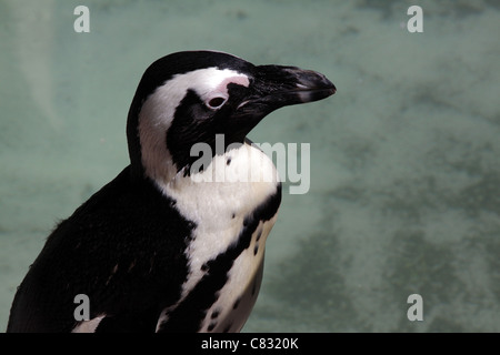 Black footed Pinguin-Porträt Stockfoto