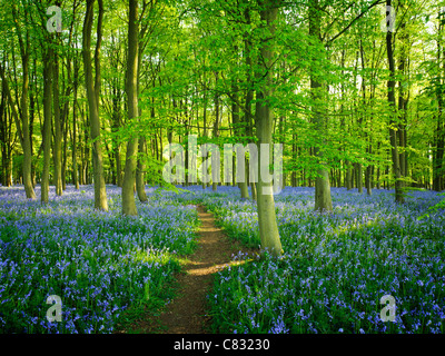 Weg durch Teppich Bluebell Blumen Stockfoto