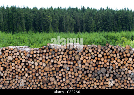 Stapel von kommerziell gefällten Kiefer meldet sich in Wales Stockfoto