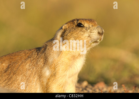 Sich Cynomys, Präriehund, Wache in Wyoming Stockfoto