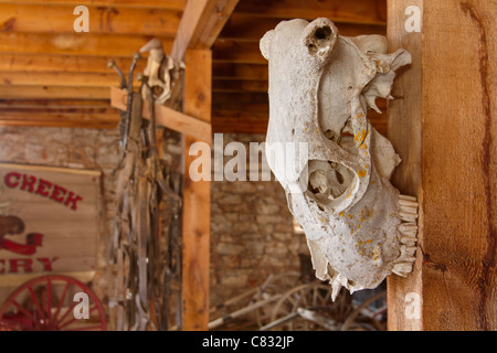 Kuh Schädel hängen, einen Beitrag in einer Scheune in South Dakota Stockfoto