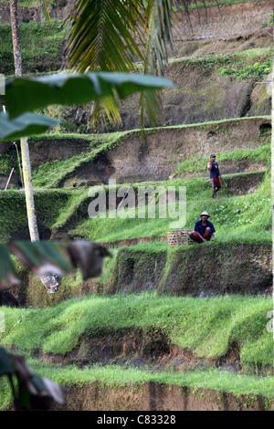 Reis-Terrassen. Tegallalang, Bali, Bali, Indonesien, Süd-Ost-Asien, Asien Stockfoto