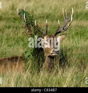 Red Deer Hirsch oder Hart - Cervus elaphus Stockfoto