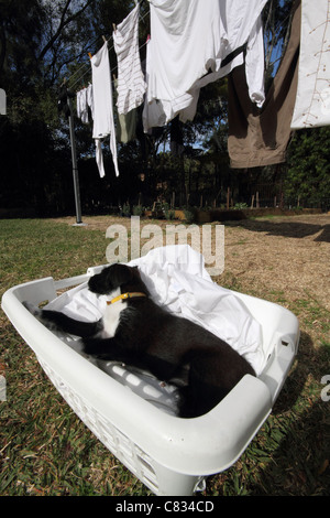 Jack Russell Zwergpudel Kreuz Welpen in Kleidung Korb mit Wäsche im Hintergrund Stockfoto