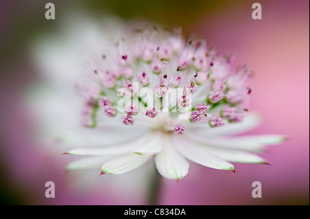 Astrantia große 'Bo Ann"Rosa Blumen - Sterndolde Stockfoto