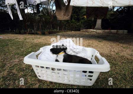 Jack Russell Zwergpudel Kreuz Welpen in Kleidung Korb mit Wäsche im Hintergrund Stockfoto