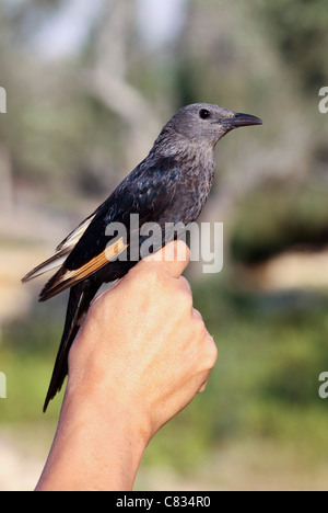 Klingeln, eine weibliche Tristram Starling oder des Tristram Grackle (Onychognathus Tristramii) Stockfoto