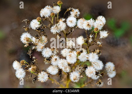 Close-up/Makro Bild des gemeinsamen Kreuzkraut - Senecio Jacobaea gonna Samen, zeigt die flauschigen weißen Samen. Stockfoto