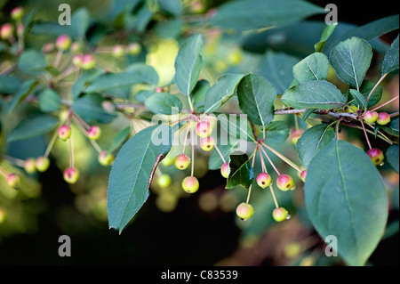 Nahaufnahme von frischen grünen Frühling Beeren und Blätter auf einem weichen Hintergrund genommen. Stockfoto