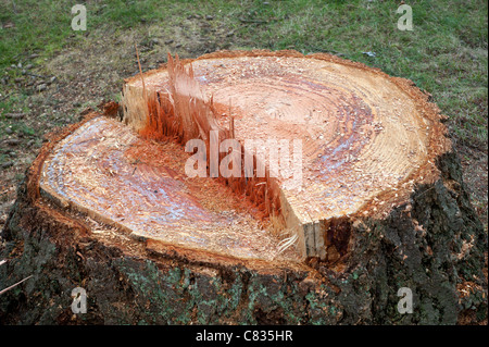 Stub Alter Baum Stockfoto