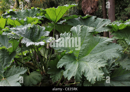 Riesige Blätter der Gunnera Manicata Stockfoto
