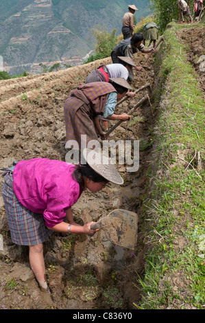 Bäuerinnen bei der Arbeit in Reisterrassen. Radi. Ost Bhutan Stockfoto