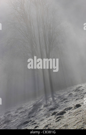 Gilfach Bauernhof Sssi Radnorshire Wildlife Trust Natur reservieren Mid Wales UK Stockfoto